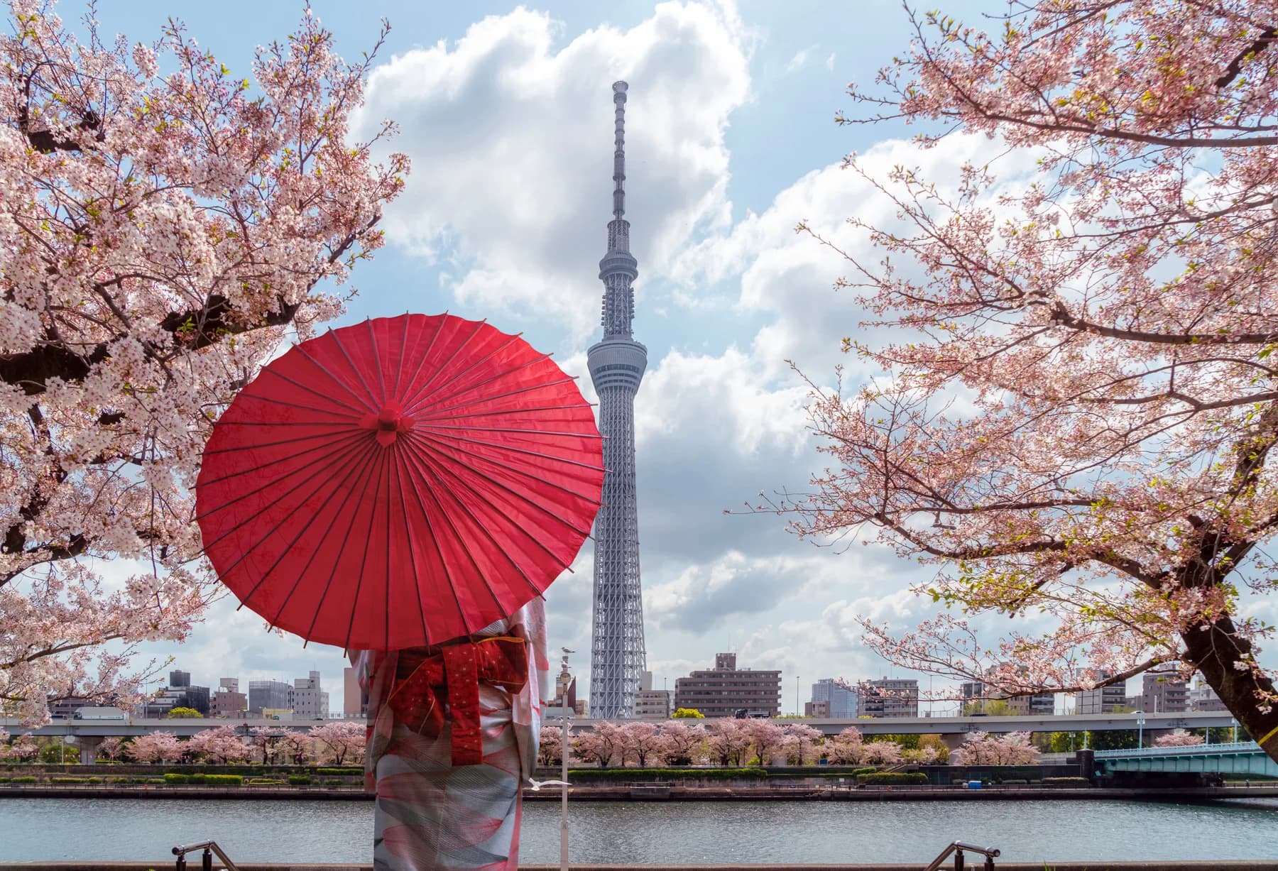 桜と和傘越しに望む東京スカイツリー
